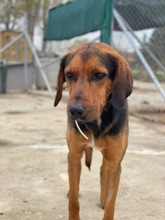 FREDERIK, Hund, Mischlingshund in Griechenland - Bild 14