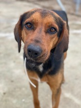 FREDERIK, Hund, Mischlingshund in Griechenland - Bild 15