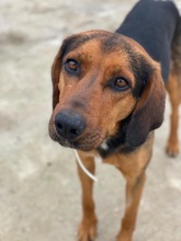 FREDERIK, Hund, Mischlingshund in Griechenland - Bild 17