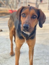 FREDERIK, Hund, Mischlingshund in Griechenland - Bild 2