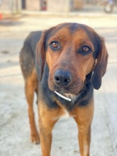 FREDERIK, Hund, Mischlingshund in Griechenland - Bild 3