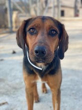 FREDERIK, Hund, Mischlingshund in Griechenland - Bild 4