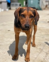 FREDERIK, Hund, Mischlingshund in Griechenland - Bild 5