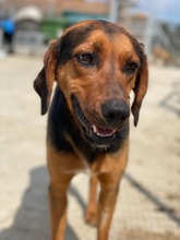 FREDERIK, Hund, Mischlingshund in Griechenland - Bild 6