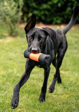 SIFI, Hund, Mischlingshund in Reiskirchen