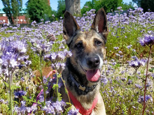 LUNA, Hund, Deutscher Schäferhund in Hamburg - Bild 1