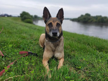 LUNA, Hund, Deutscher Schäferhund in Hamburg - Bild 3