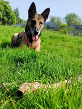 LUNA, Hund, Deutscher Schäferhund in Hamburg - Bild 4