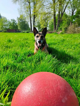 LUNA, Hund, Deutscher Schäferhund in Hamburg - Bild 5