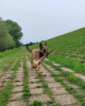 LUNA, Hund, Deutscher Schäferhund in Hamburg - Bild 6