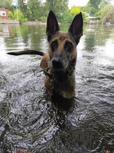 LUNA, Hund, Deutscher Schäferhund in Hamburg - Bild 7