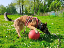 LUNA, Hund, Deutscher Schäferhund in Hamburg - Bild 8