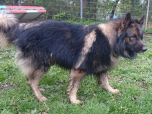 PAUKE, Hund, Deutscher Schäferhund in Hamburg - Bild 3