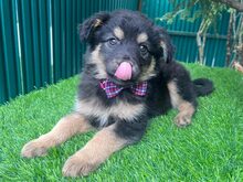 BETTY, Hund, Mischlingshund in Rumänien