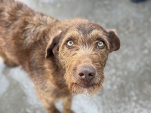 KIA, Hund, Schnauzer-Mix in Spanien - Bild 1