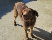 KIA, Hund, Schnauzer-Mix in Spanien - Bild 2