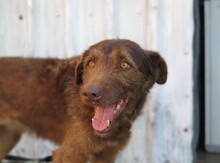 KIA, Hund, Schnauzer-Mix in Spanien - Bild 5