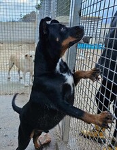 SPARTACO, Hund, Mischlingshund in Italien - Bild 5