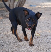 SPARTACO, Hund, Mischlingshund in Italien - Bild 7