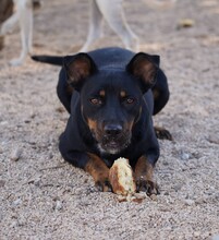 SPARTACO, Hund, Mischlingshund in Italien - Bild 8