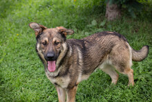 GEORG, Hund, Mischlingshund in Kroatien - Bild 1