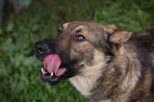 GEORG, Hund, Mischlingshund in Kroatien - Bild 2