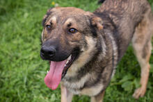 GEORG, Hund, Mischlingshund in Kroatien - Bild 4