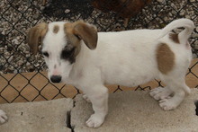 THEO, Hund, Jack Russell Terrier-Mix in Herzogenrath - Bild 3