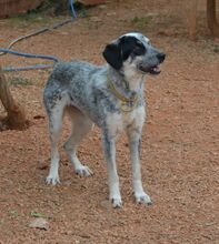 NELLIE, Hund, Mischlingshund in Griechenland - Bild 15