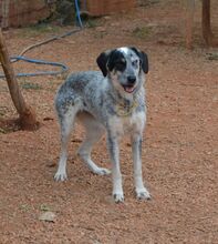 NELLIE, Hund, Mischlingshund in Griechenland - Bild 17