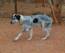 NELLIE, Hund, Mischlingshund in Griechenland - Bild 18