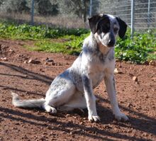 NELLIE, Hund, Mischlingshund in Griechenland - Bild 3