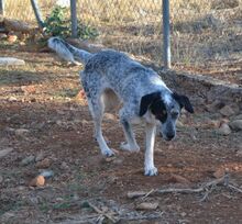 NELLIE, Hund, Mischlingshund in Griechenland - Bild 4