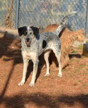 NELLIE, Hund, Mischlingshund in Griechenland - Bild 5