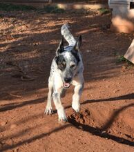 NELLIE, Hund, Mischlingshund in Griechenland - Bild 6