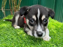 POCA, Hund, Mischlingshund in Rumänien