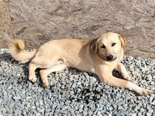 MISHA, Hund, Mischlingshund in Rumänien - Bild 3