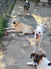 MISHA, Hund, Mischlingshund in Rumänien - Bild 7