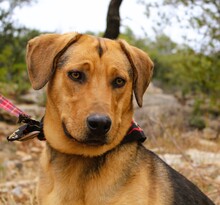 BO, Hund, Mischlingshund in Griechenland - Bild 2