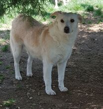 MINOU, Hund, Mischlingshund in Rumänien - Bild 4