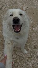 BUBBA, Hund, Mischlingshund in Bulgarien - Bild 10