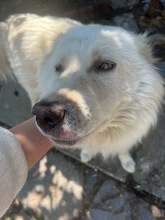 BUBBA, Hund, Mischlingshund in Bulgarien - Bild 7