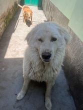 BUBBA, Hund, Mischlingshund in Bulgarien - Bild 8