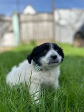 KIRA, Hund, Mischlingshund in Rumänien