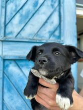 MURA, Hund, Mischlingshund in Rumänien