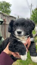 LOLA, Hund, Mischlingshund in Rumänien