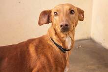 BELLU, Hund, Podenco-Mix in Spanien - Bild 1