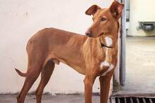 BELLU, Hund, Podenco-Mix in Spanien - Bild 3