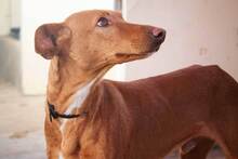 BELLU, Hund, Podenco-Mix in Spanien - Bild 4