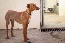 BELLU, Hund, Podenco-Mix in Spanien - Bild 5